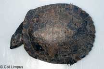 Namoi River Snapping Turtle