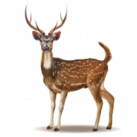 Chital Deer